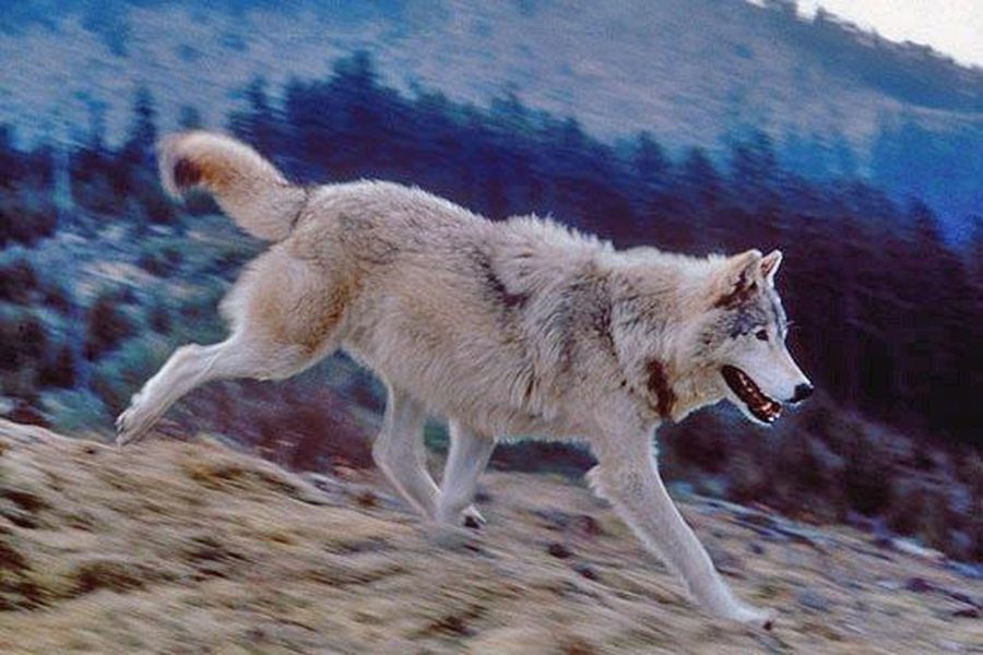 The+Removal+of+Wolves+in+the+State+of+Idaho