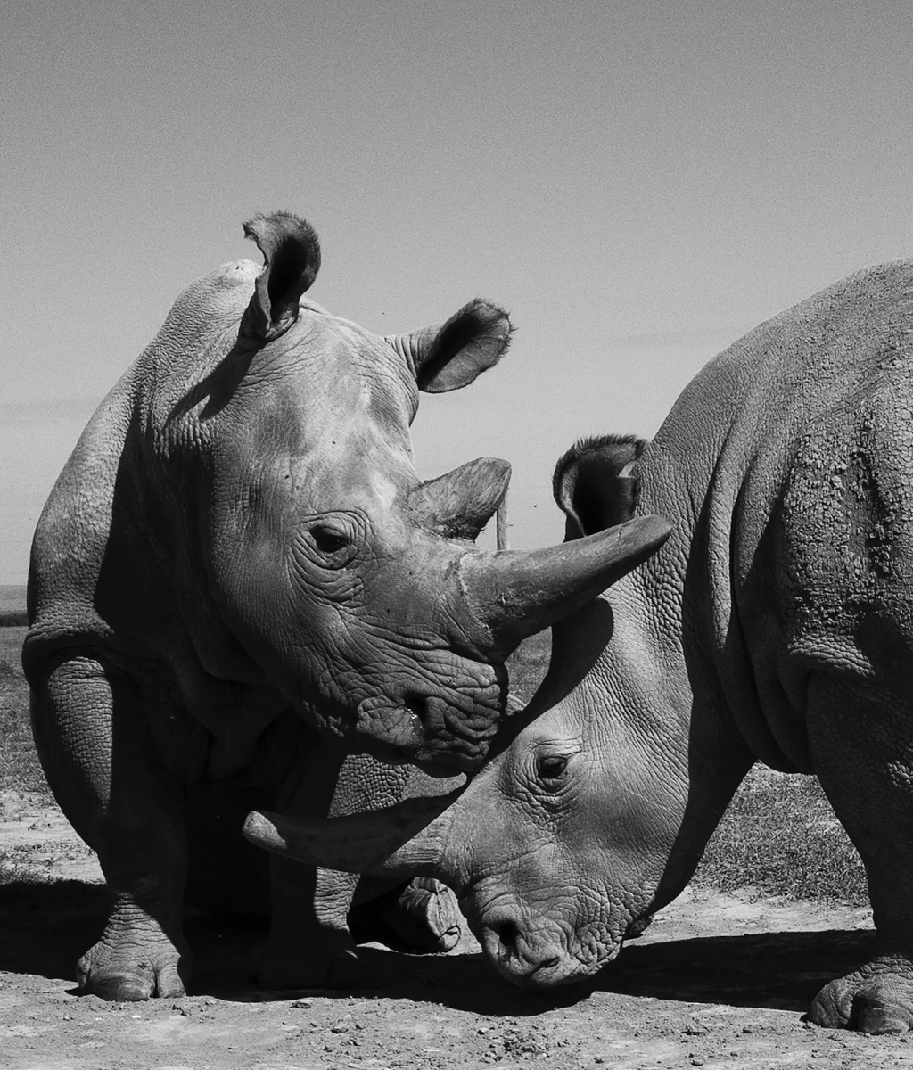 White Rhinos on Brink of Extinction