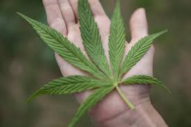 A Debate of Marijuana Legalization